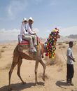 iran, camel riding